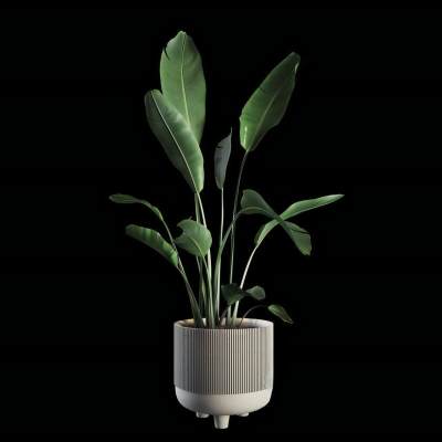 北欧植物 绿植 盆栽-5